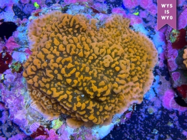 Montipora